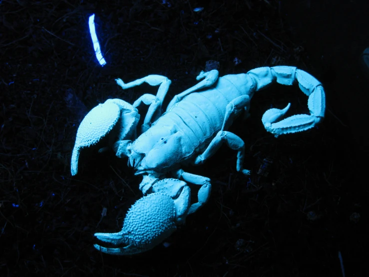 a blue glow on a toy lobster sitting in the grass