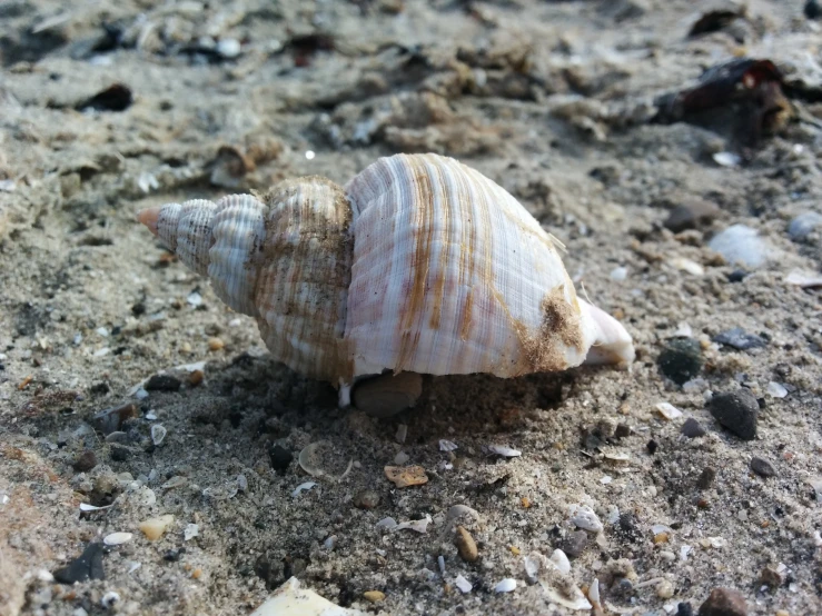 a shell on the ground with dirt and rocks