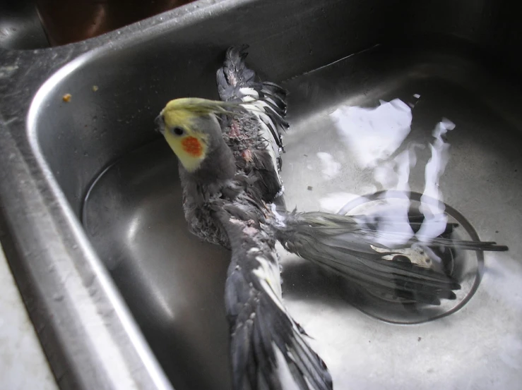 this bird is sitting in a metal sink with liquid on it