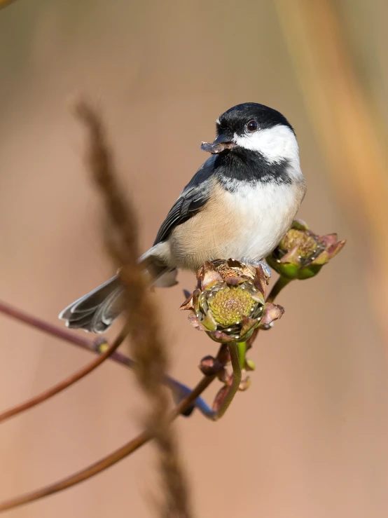 a small bird is perched on the top of a plant