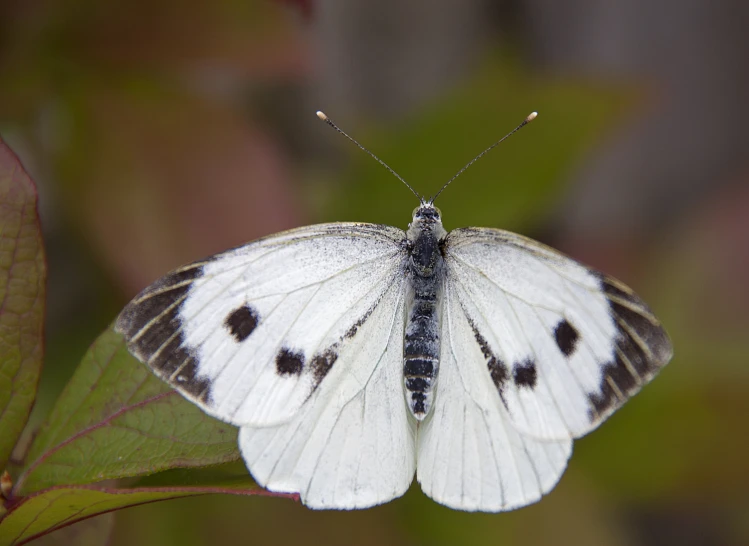 a white erfly with large black spots on its wings