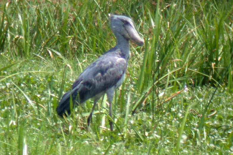 a blue bird in some green grass and weeds