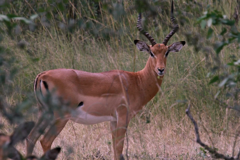 a large brown animal standing in a field