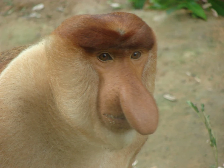 a close up view of a brown and white monkey