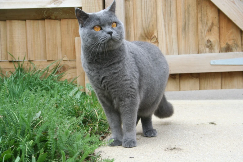 a gray cat sitting next to a wooden fence