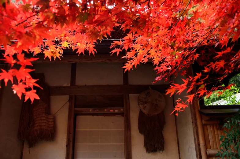 a small asian temple building with autumn leaves on the nches