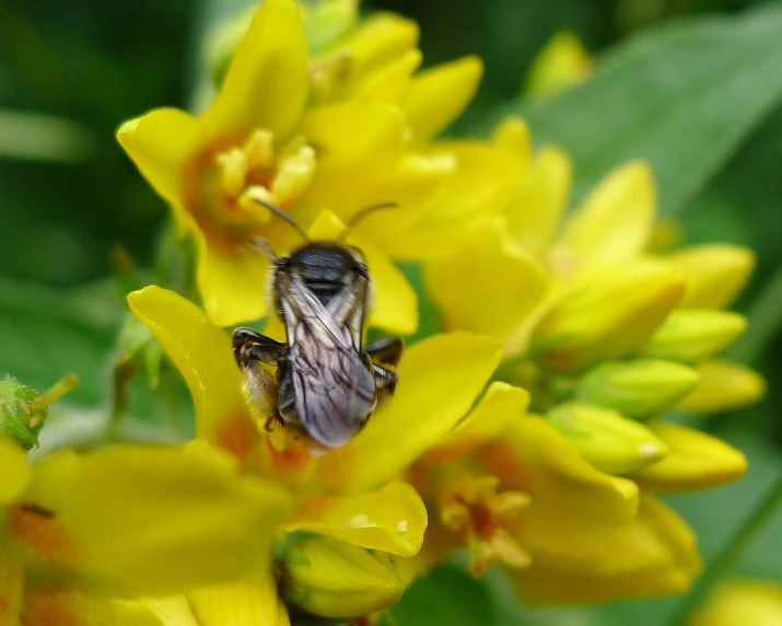 close up of a fly on a yellow flower