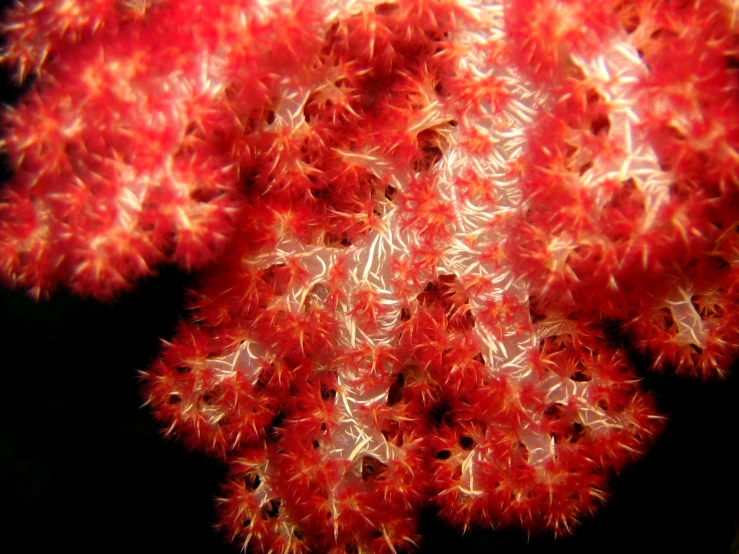 a closeup image of some red flowers