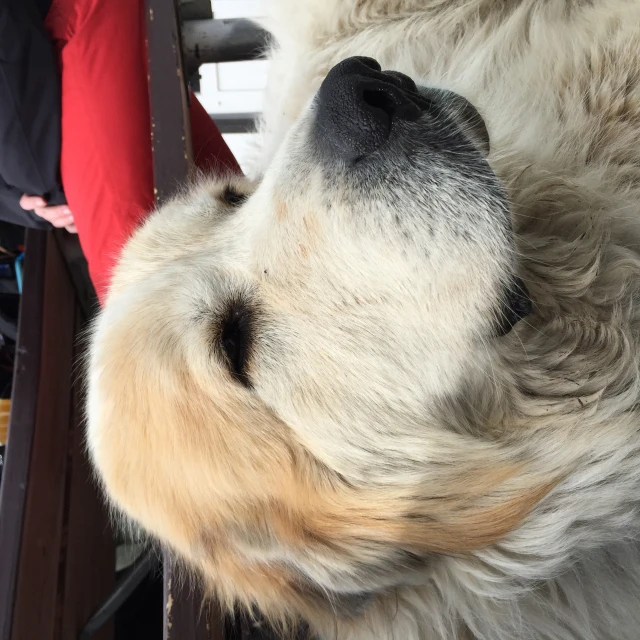 a dog looks at soing while in a bench