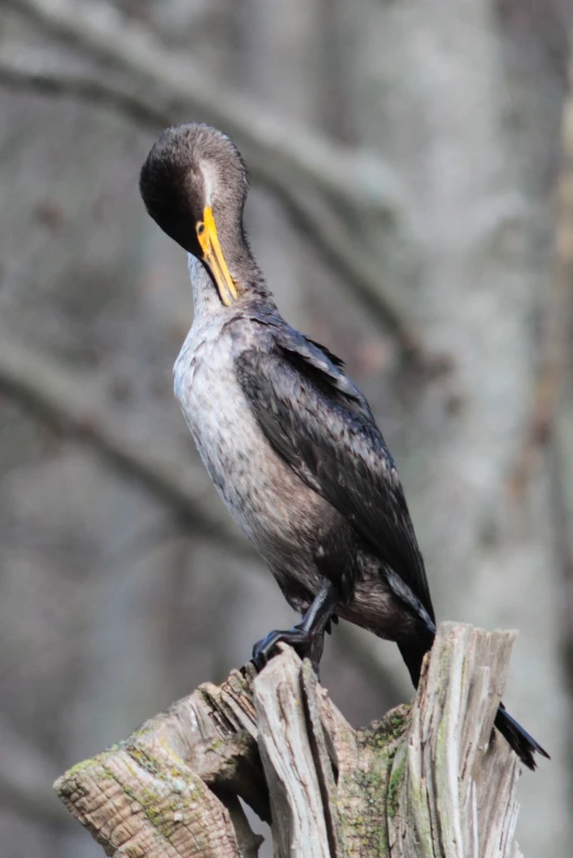 a grey bird standing on a tree stump