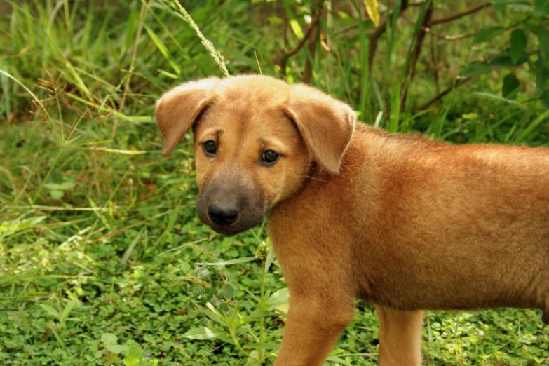 a brown dog standing in the grass