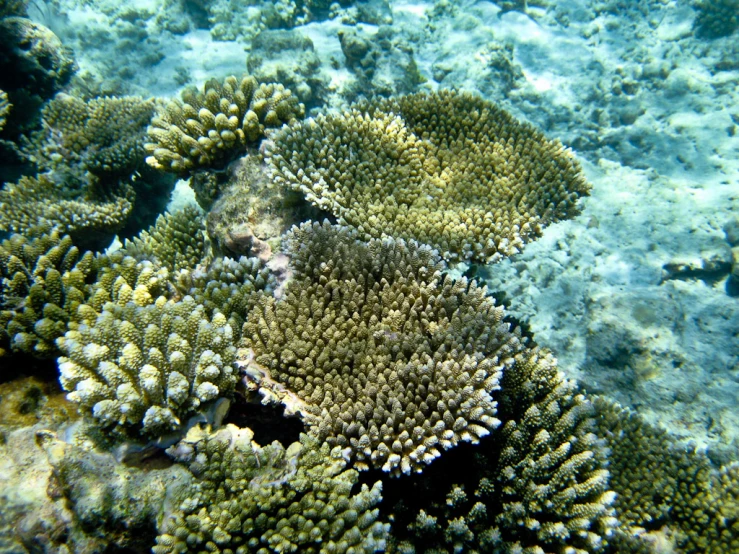 a large hard coral on the bottom of a body of water