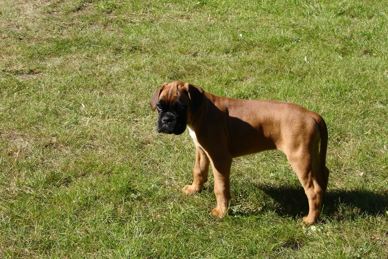 a dog that is standing in the grass