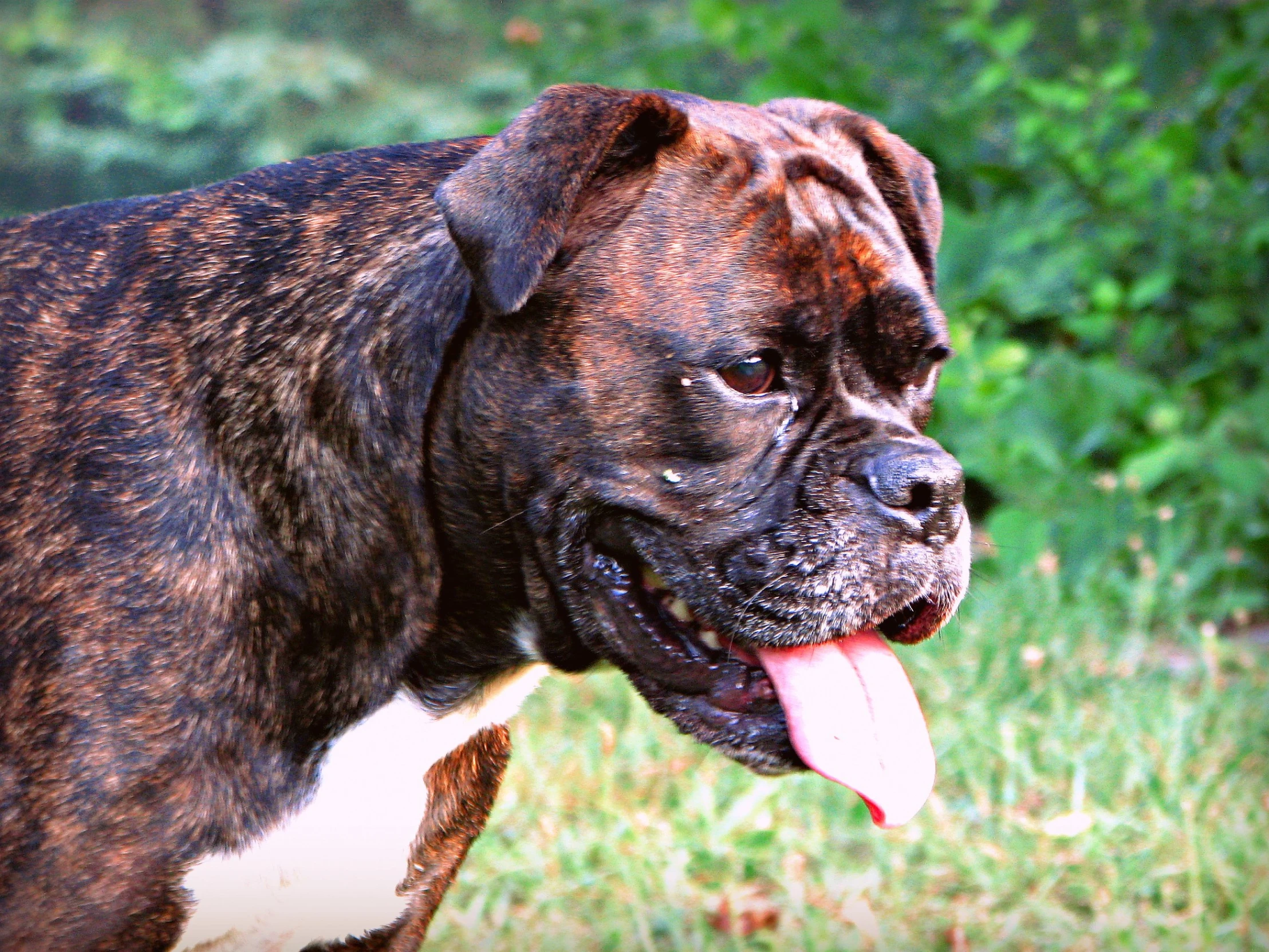 a brown and white dog with a big open mouth