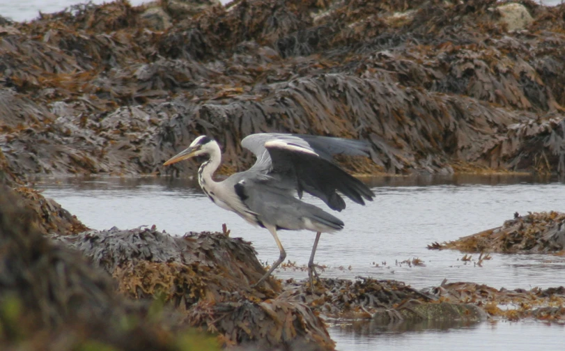 a couple of birds are standing on the rocks