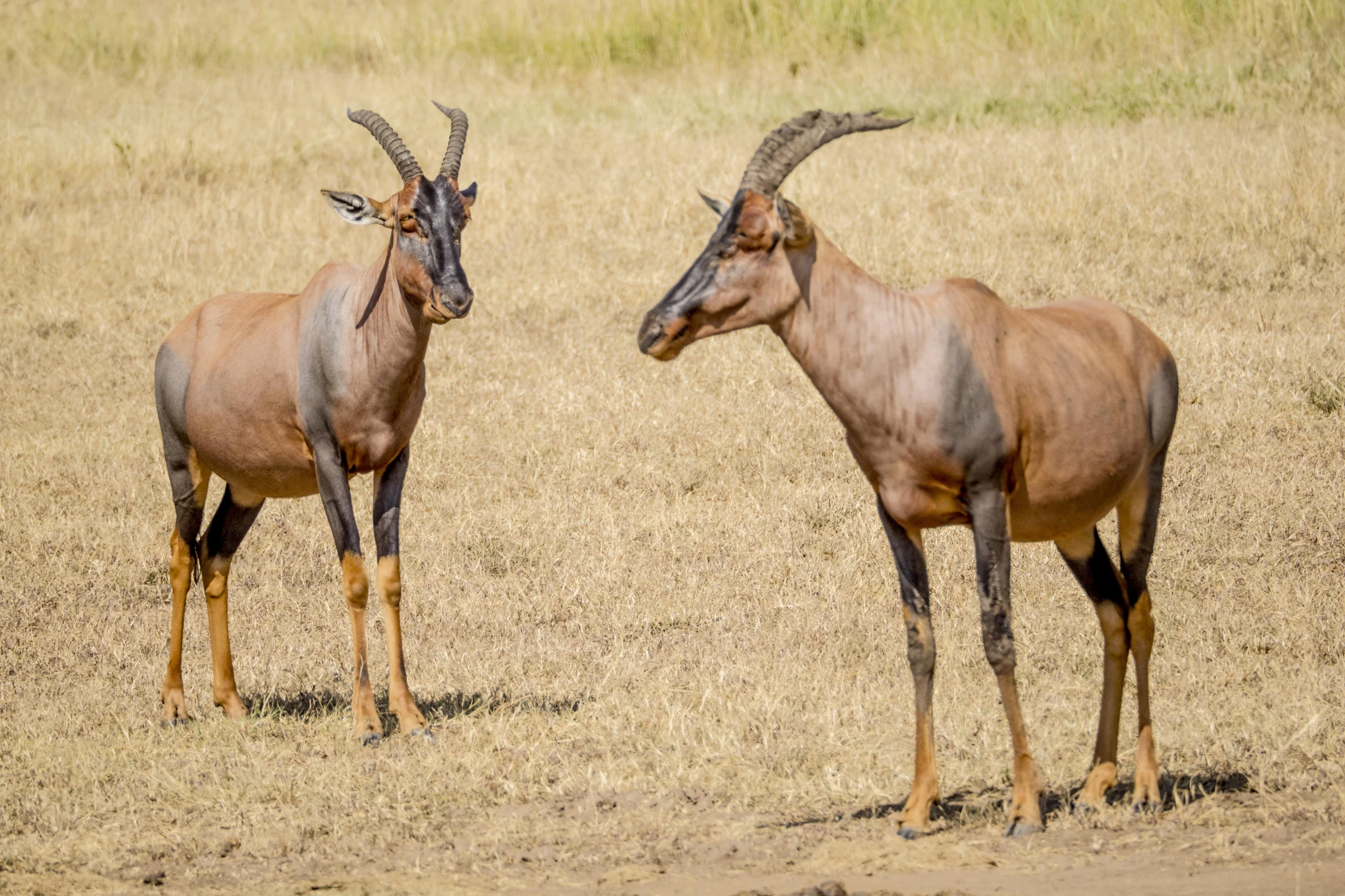 two horned animals standing next to each other in an open field