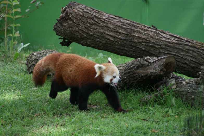 a brown bear walking past large logs