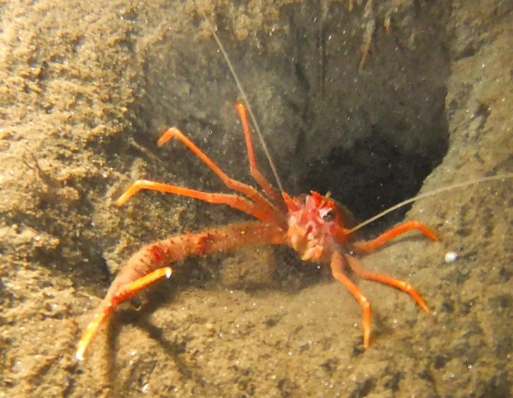 the lobster is very bright and orange in its body