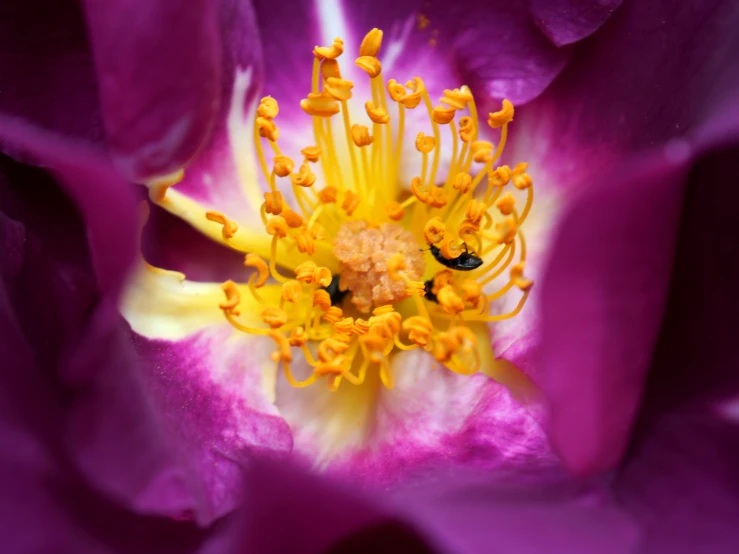 an extreme close up view of the center of a large, purple flower