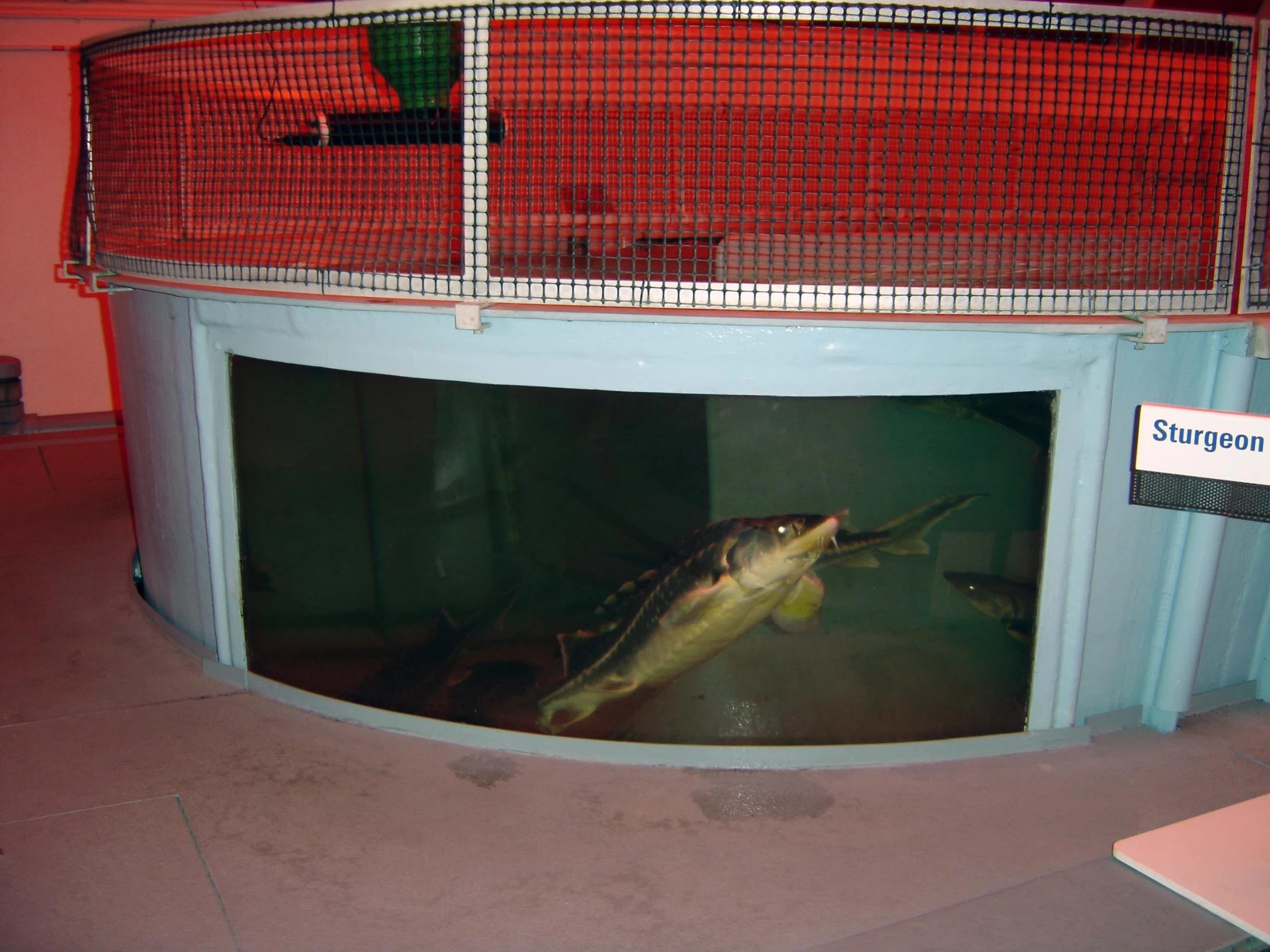 there is a fish inside a caged enclosure