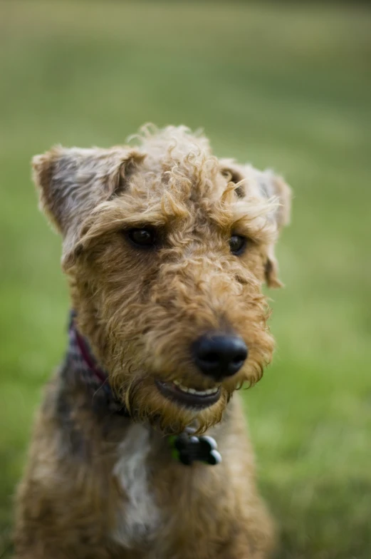 a small wet dog is looking straight ahead