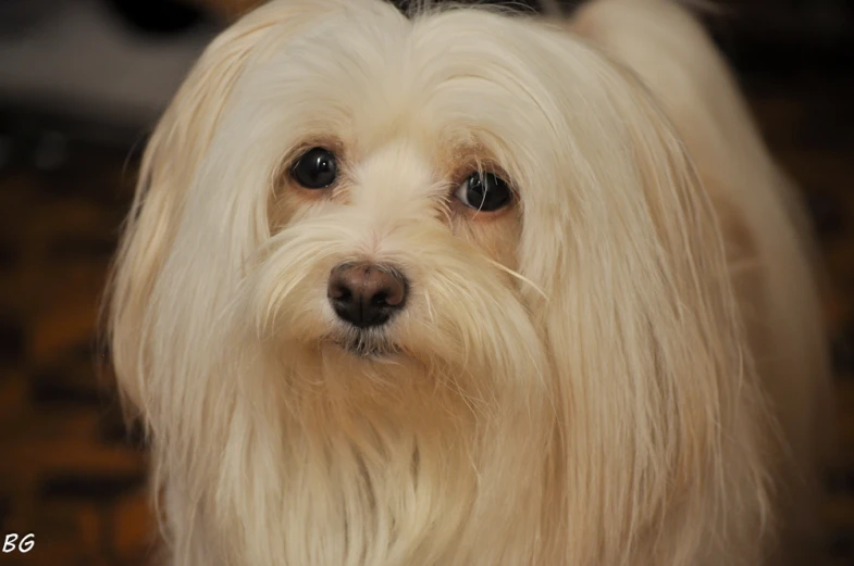 a small white dog with long hair