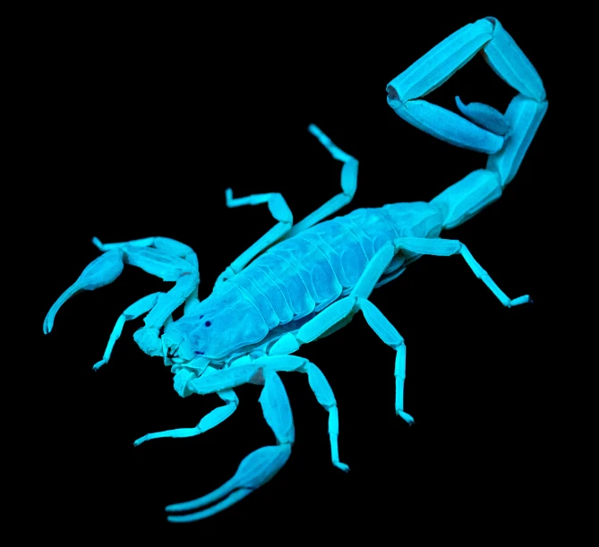 an image of blue bug that is outside