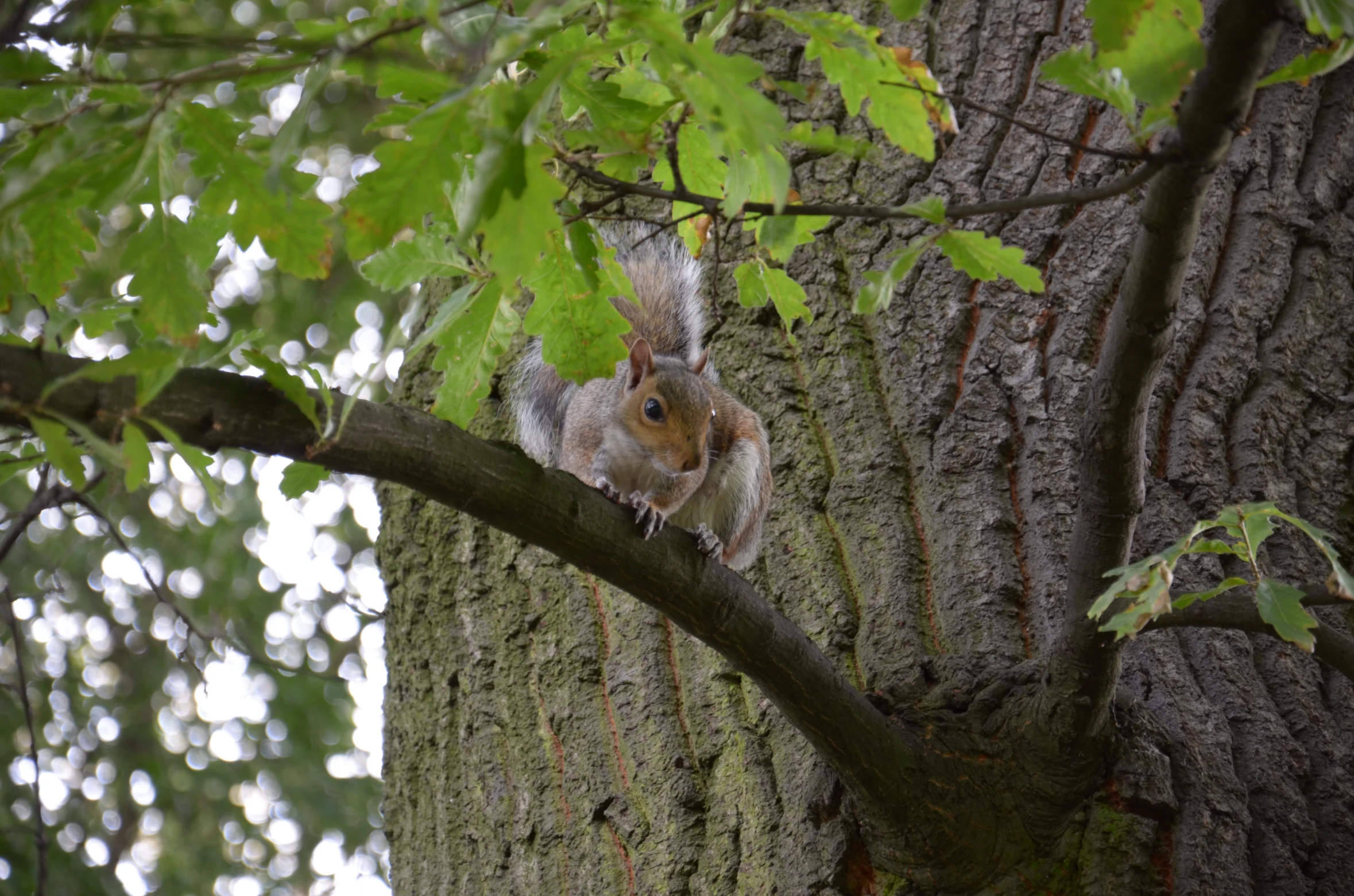 squirrel in tree peering up at camera on limb