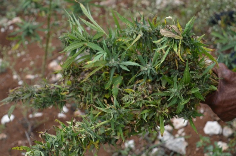 a man holding onto a plant covered in tiny leaves