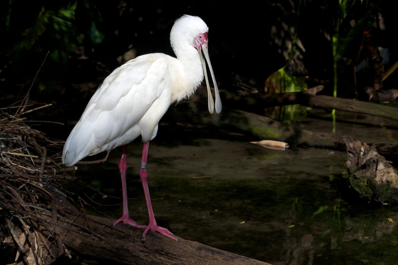 a close up of a bird near a pond