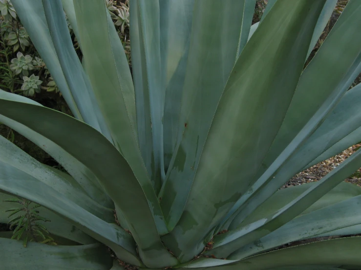 the large green plant with very sharp leaves