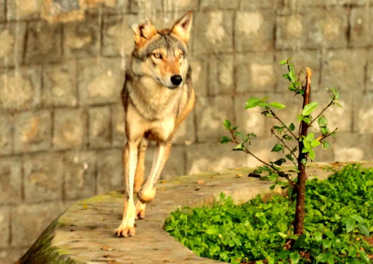 a dog is walking on a brick surface