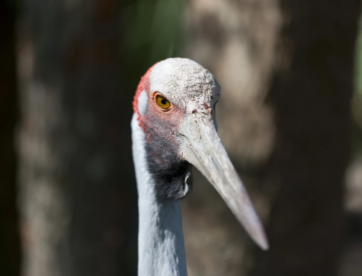 a very large bird with a very yellow eyes