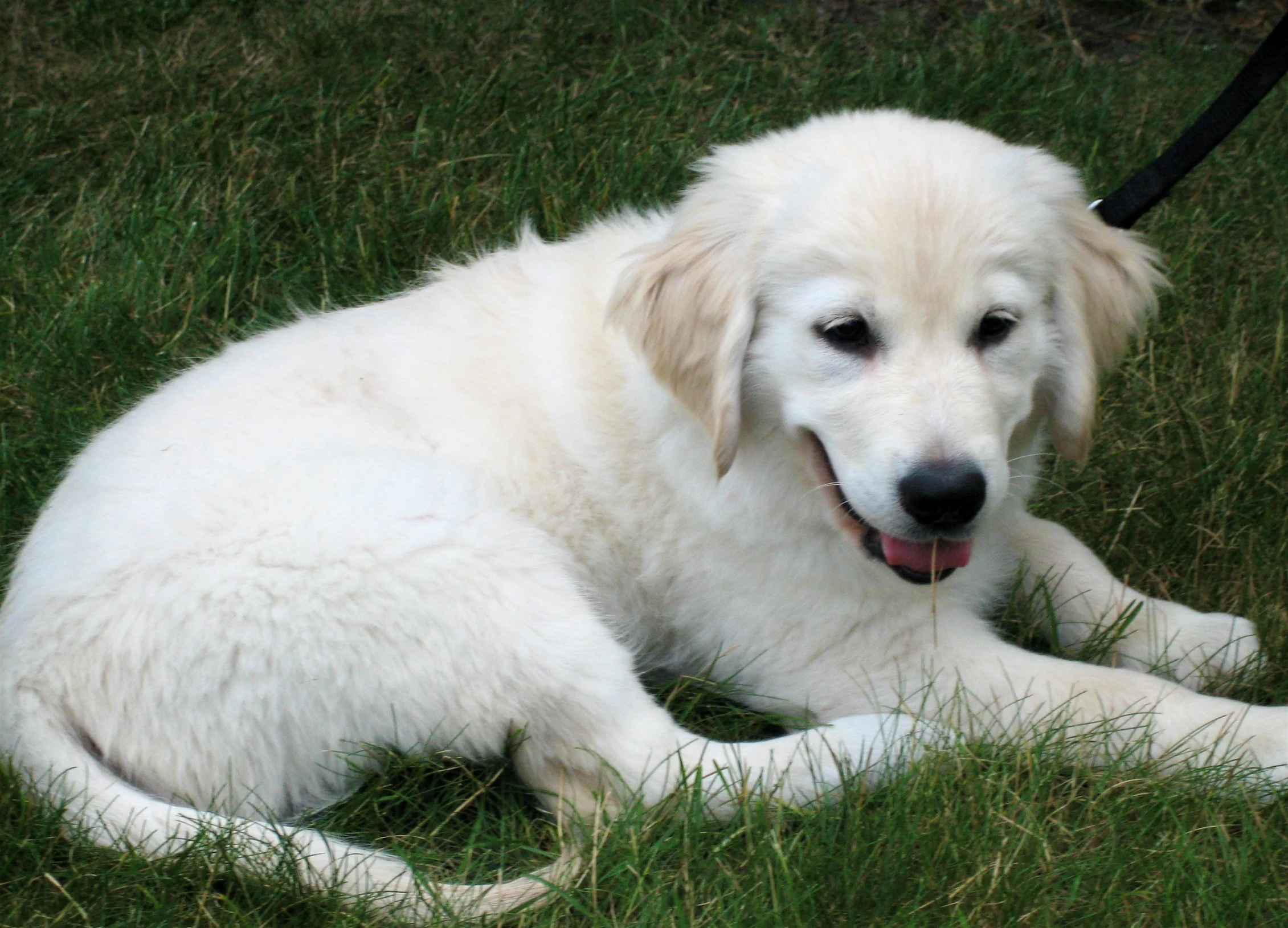 a dog is laying in the grass and playing