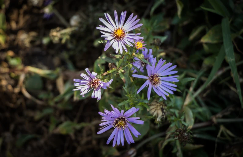 some purple flowers sitting near one another