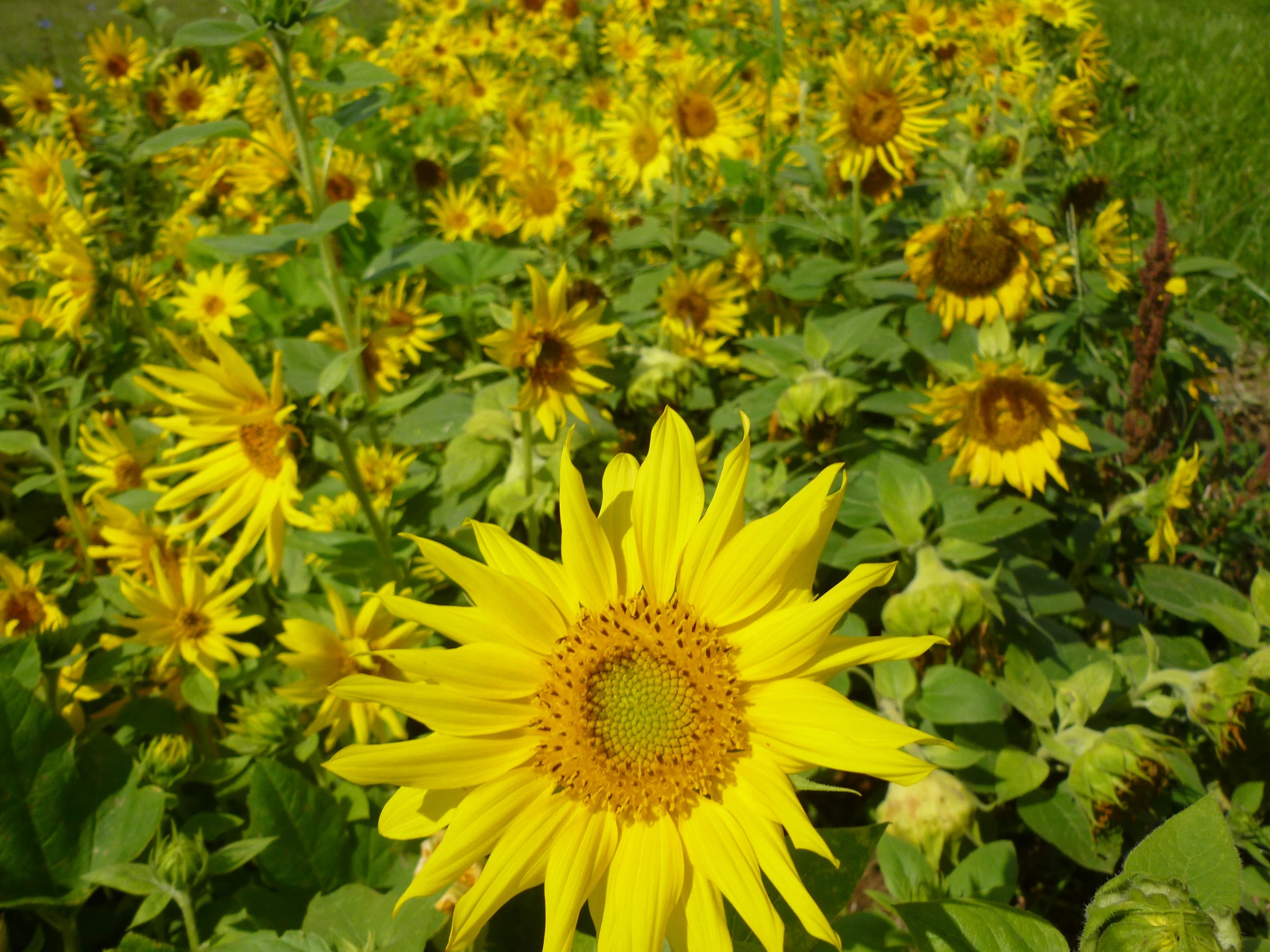 large group of sunflowers in a field with lots of green leaves