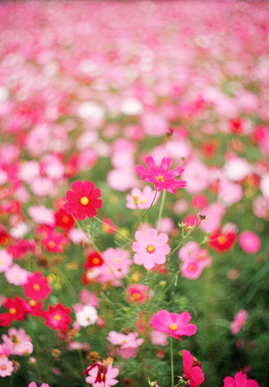 several flowers growing on a large patch of grass