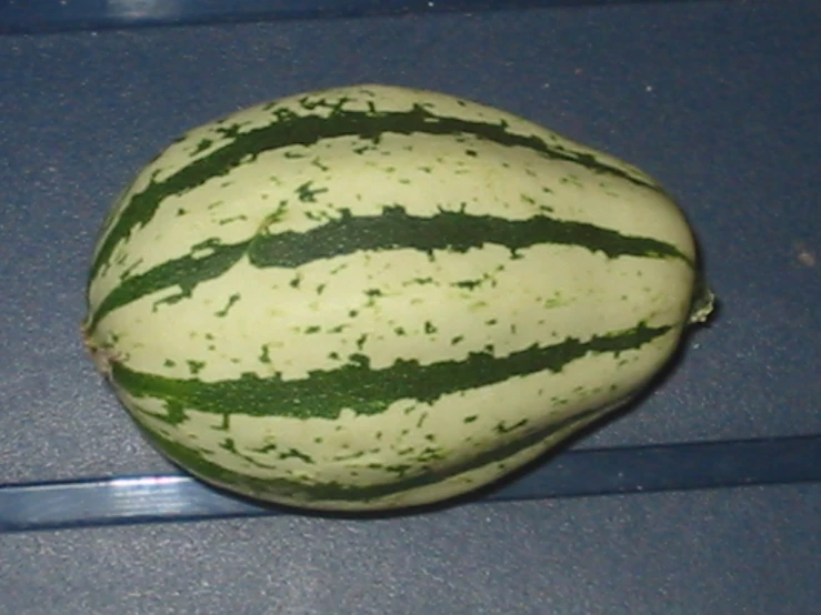 watermelon is still alive on the counter top