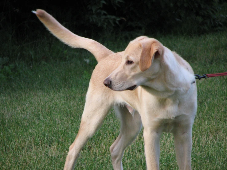 a tan dog on a leash in a grassy field