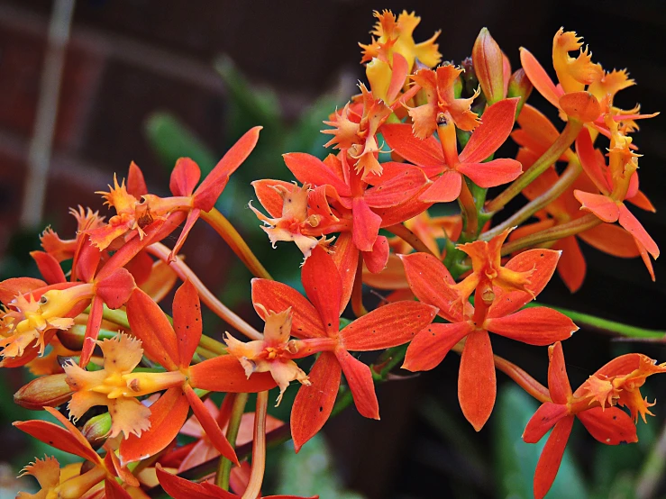 small orange flowers growing on some stems outside