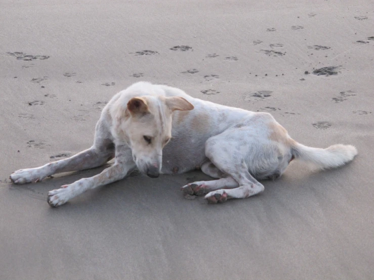 a dog that is laying down in the sand