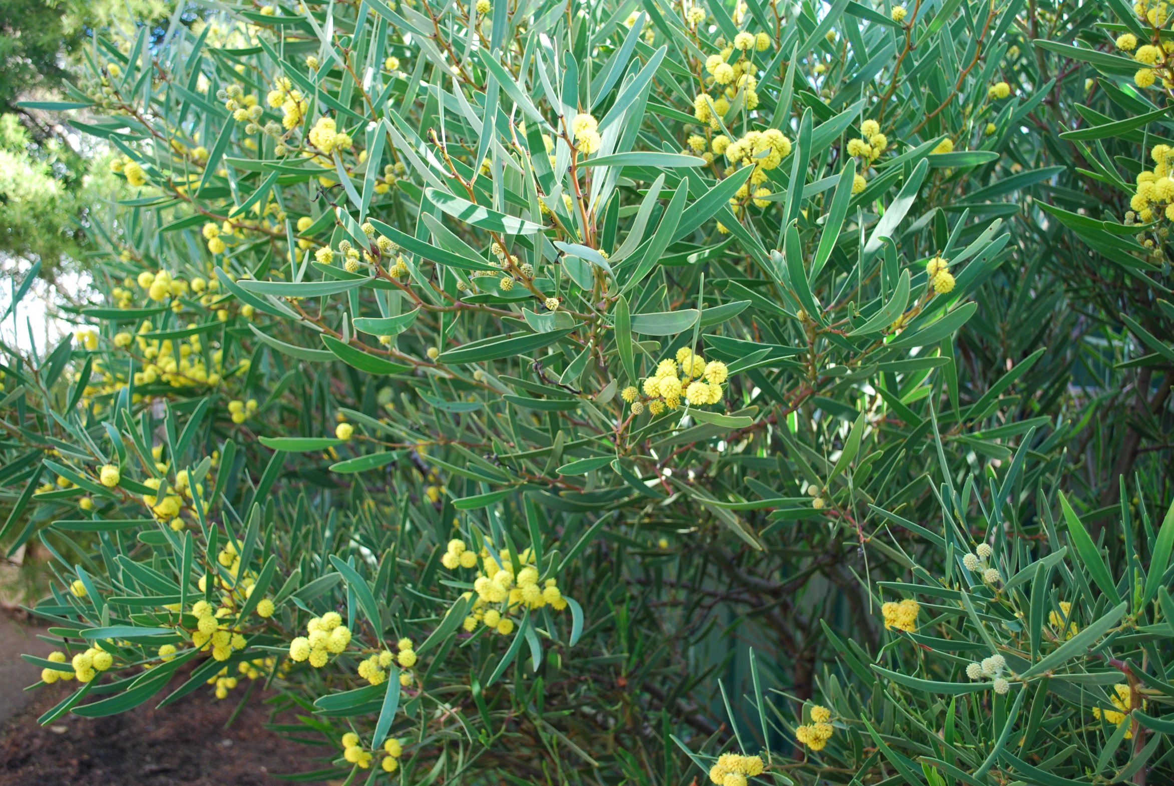 the small yellow flowers are on a tree