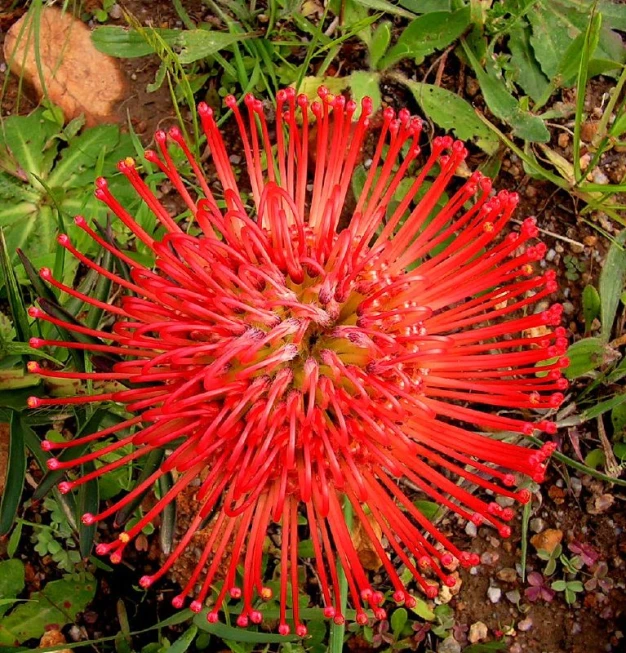 an exotic flower growing in the dirt by itself