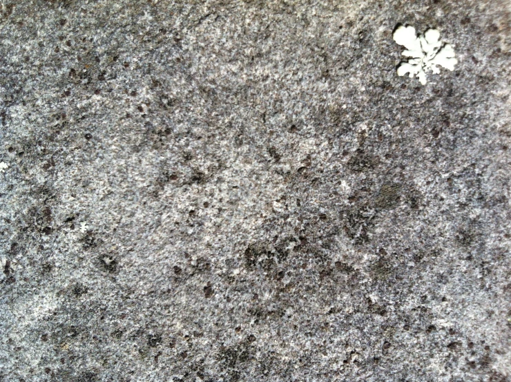 a snow covered ground with white flowers placed on it