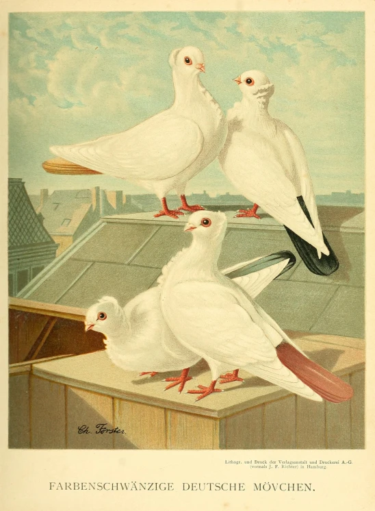three white birds on a roof of a building