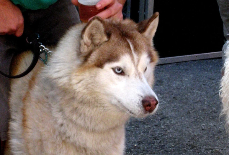 a husky dog being held by the handler