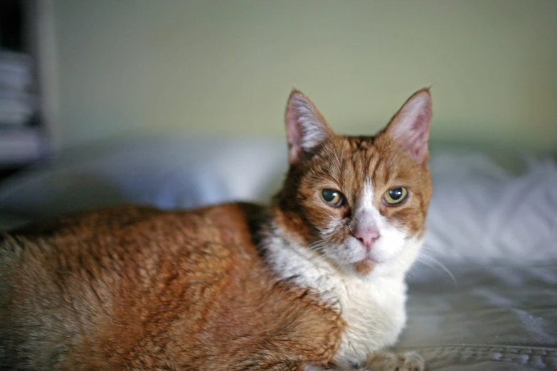 a close up po of a orange cat with a sad look