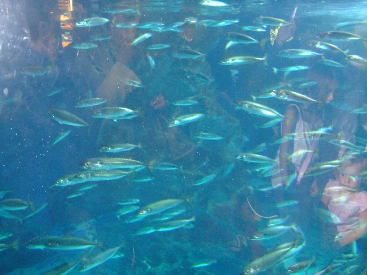 a large school of fish in an aquarium