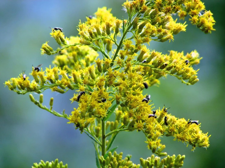 a group of bees on top of yellow flowers