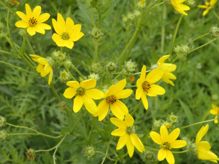 yellow flowers with green leaves are in a field